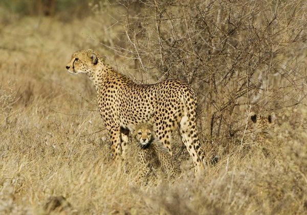 Kenya, Samburu Reserve Cheetah with two babies